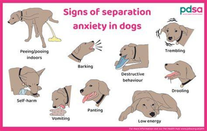 How do I know if my dog has separation anxiety?