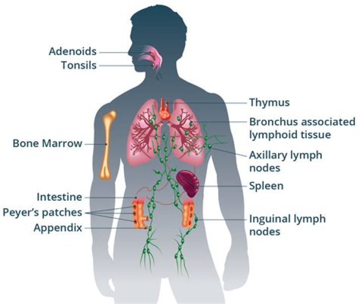 How do I know if my immune system has cleared HPV?
