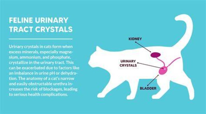 How do you get rid of crystals in cats naturally?
