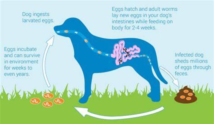 How do you get rid of intestinal parasites in dogs?
