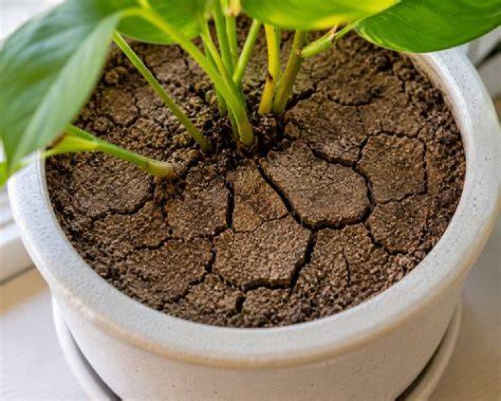 How dry should soil be before watering?