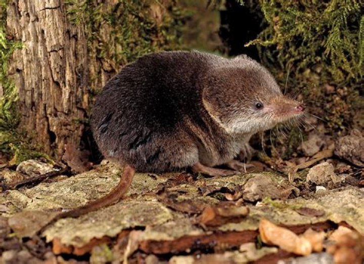 How long does a shrew live?