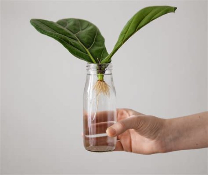 How long does it take for a cutting to root in water?
