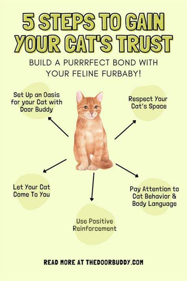How long does it take for an adopted cat to trust you?