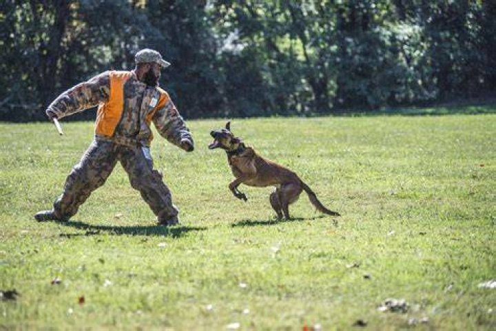 How long does it take to train a dog?