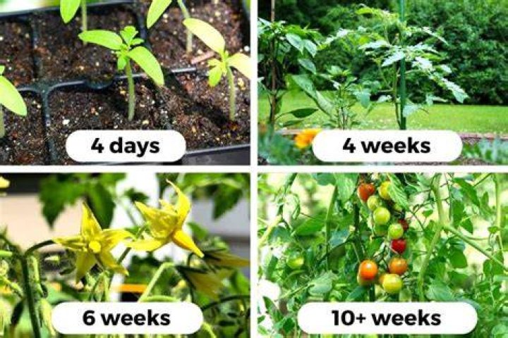 How long does the fruiting stage take?