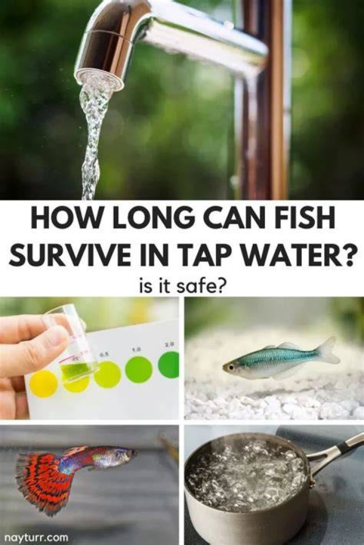 How long fish survive in tap water?