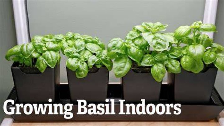 How many basil leaves can a dog eat?