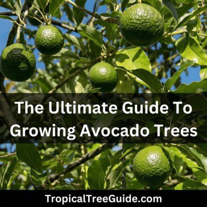 How many times a year do avocado trees bloom?