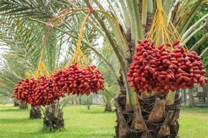 How much Borax do I put in a palm tree?
