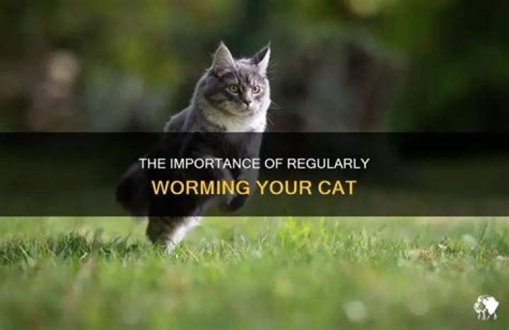 How often should you worm your cat?