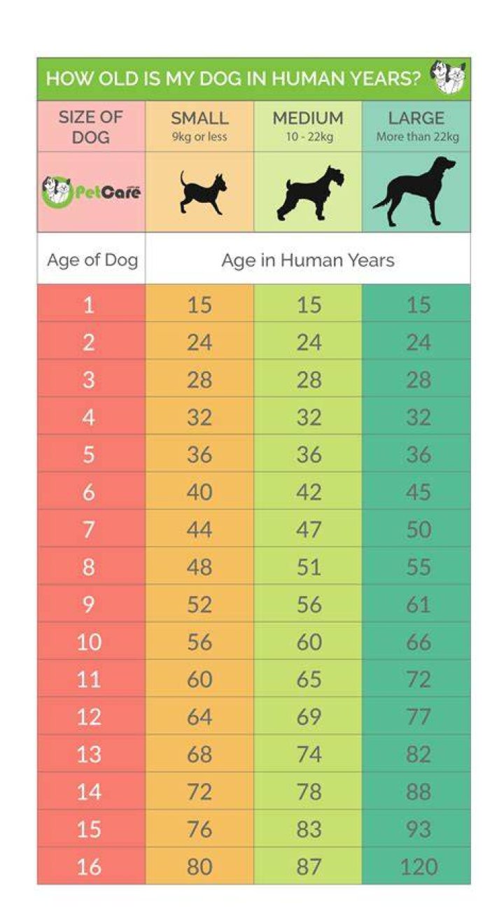 Is 12 old for a small dog?