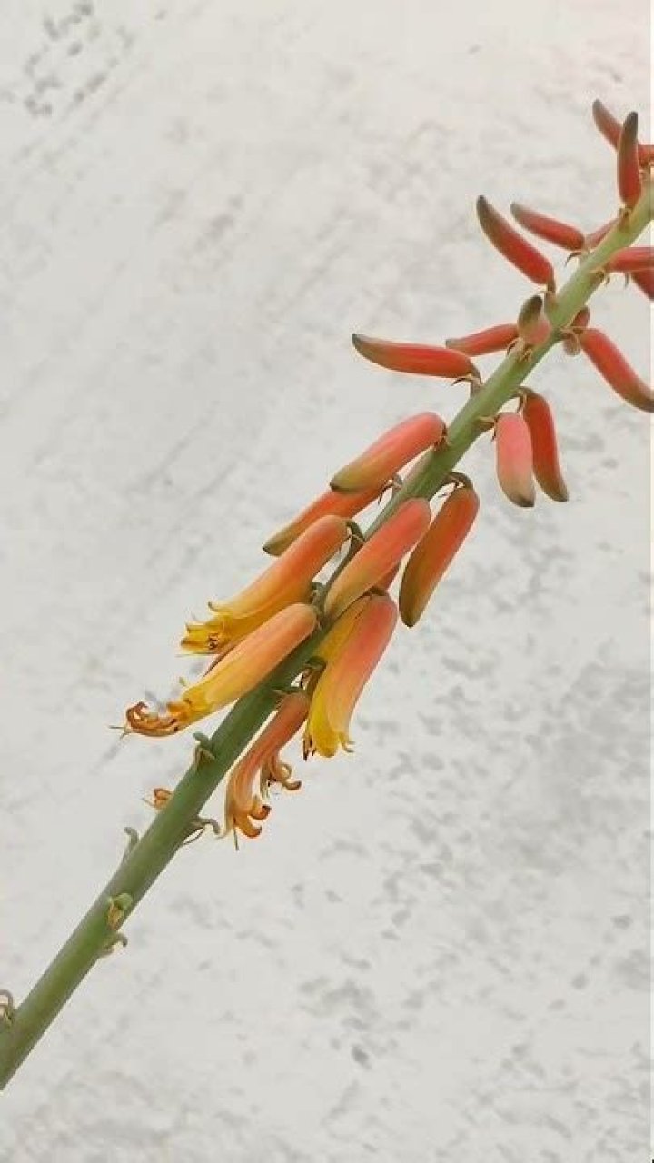 Is Aloe Vera flower lucky?