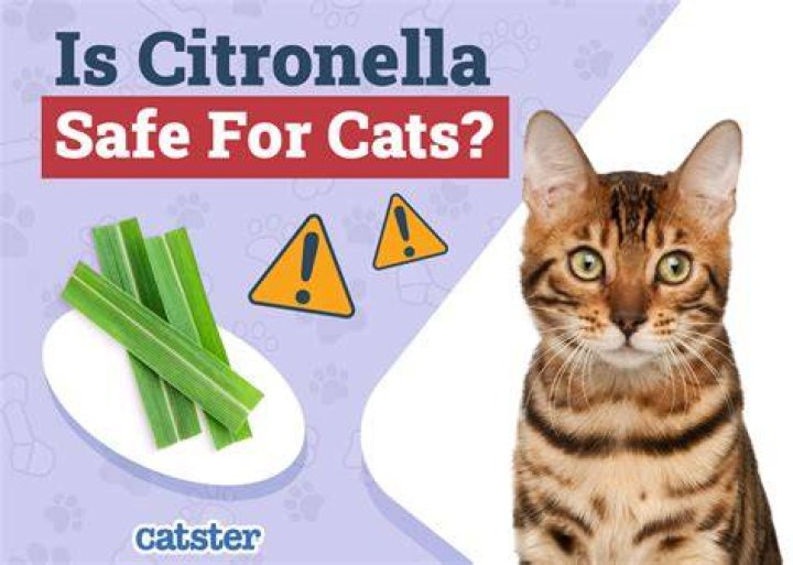 Is citronella safe for cats?