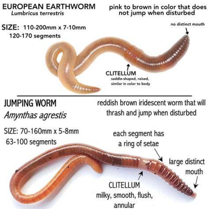 Is Earthworm harmful to plants?