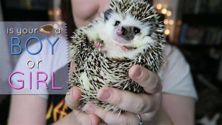 Is Hedwig a girl?