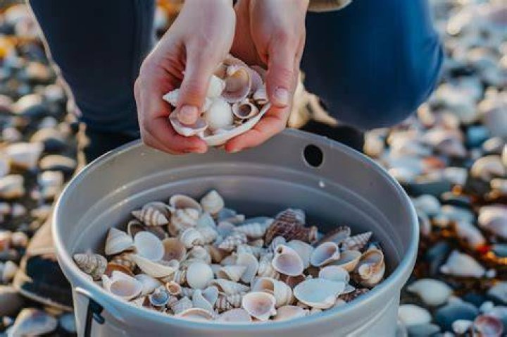 Is it OK to collect seashells?