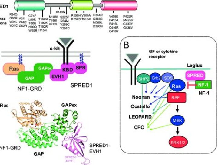 Is Legius syndrome hereditary?