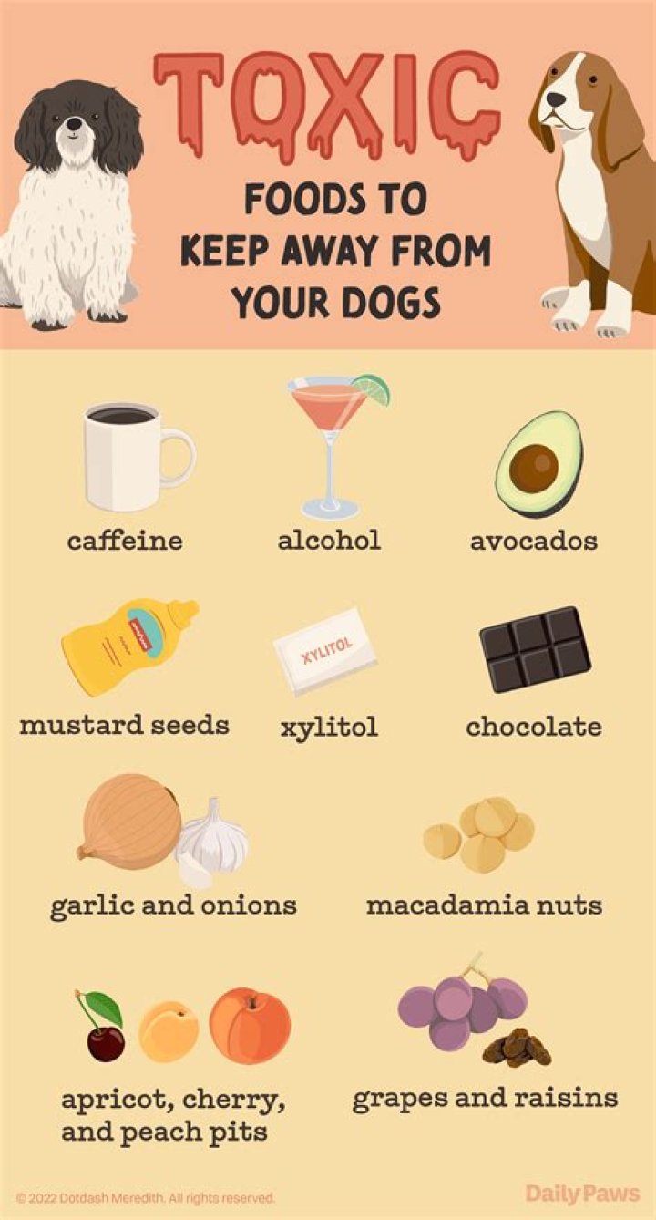 Is Prascend harmful to dogs?