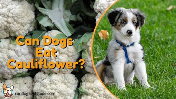 Is raw cauliflower good for dogs?