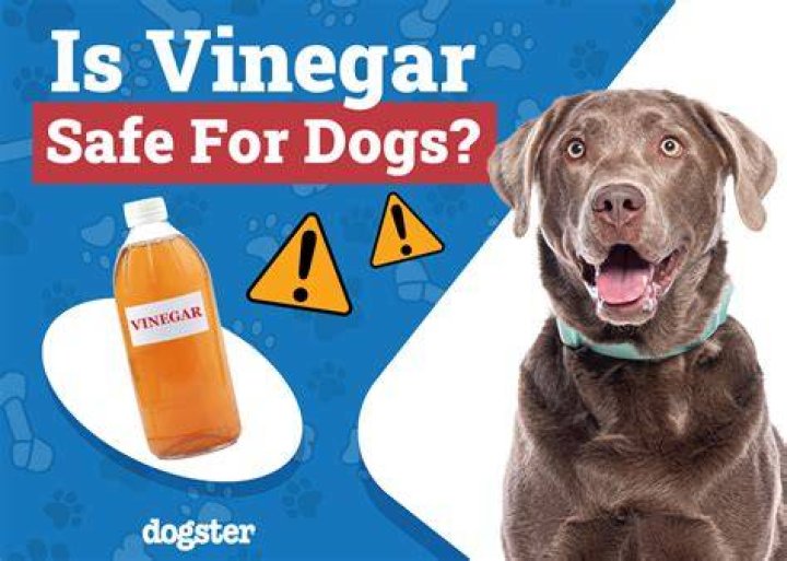 Is vinegar harmful to pets?
