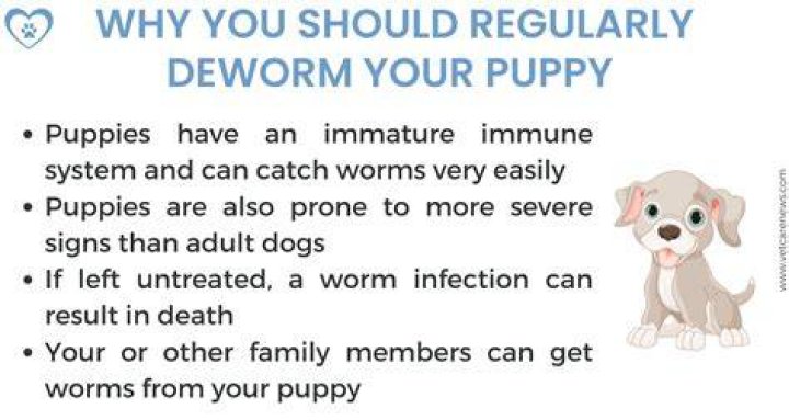Should deworming be done on empty stomach for dogs?