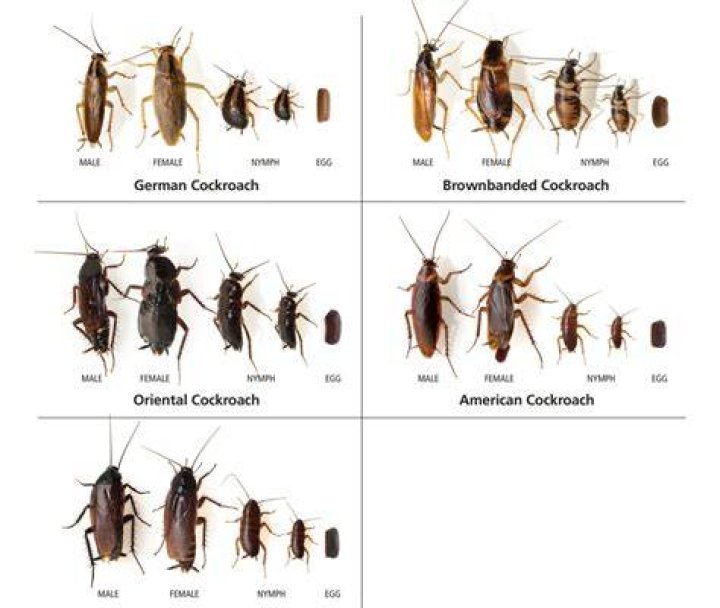 Should I be worried about American cockroaches?