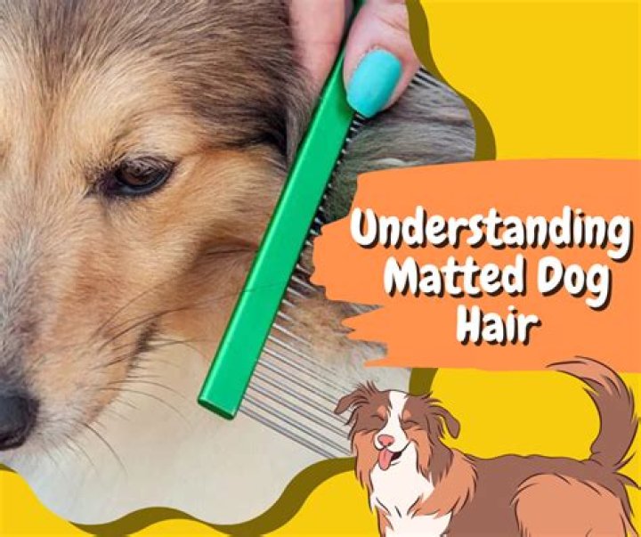 Should I cut my dog's matted hair?