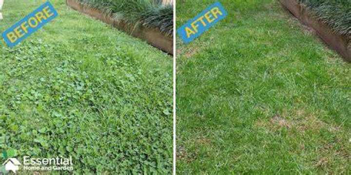 Should I pick weeds before mowing?