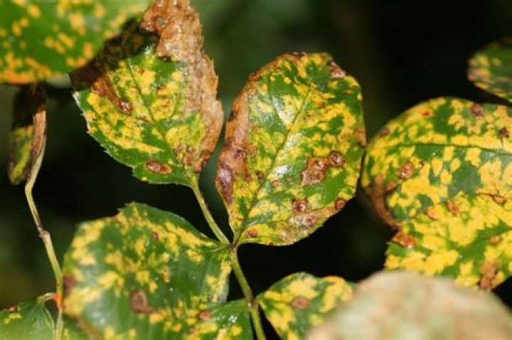 Should yellow leaves be removed from roses?
