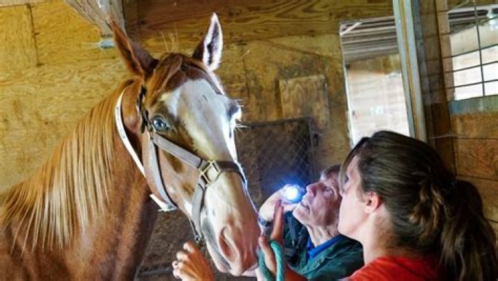 Should you look a horse in the eyes?