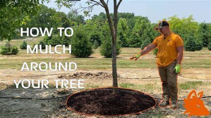 Should you mulch around trees for winter?