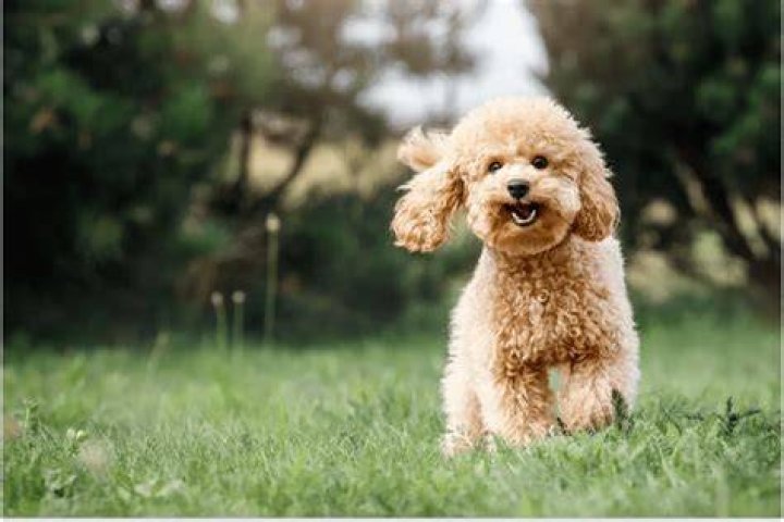 What age are puppies most trainable?