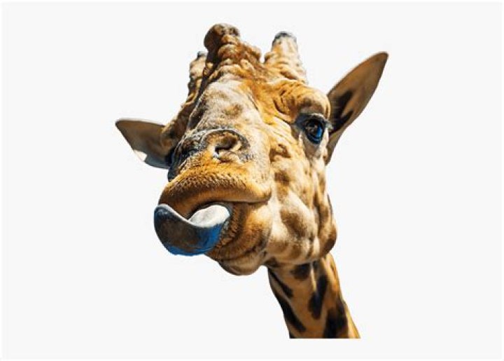 What animal can clean its own ear with its tongue?