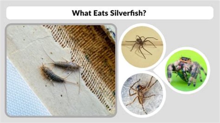 What animals eats silverfish?