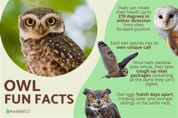What are 5 facts about owls?