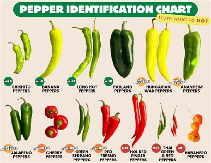 What are baby bell peppers called?