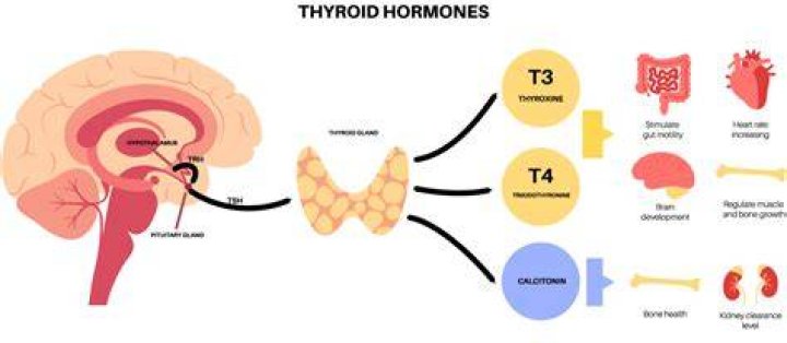 What are the 3 main hormones?