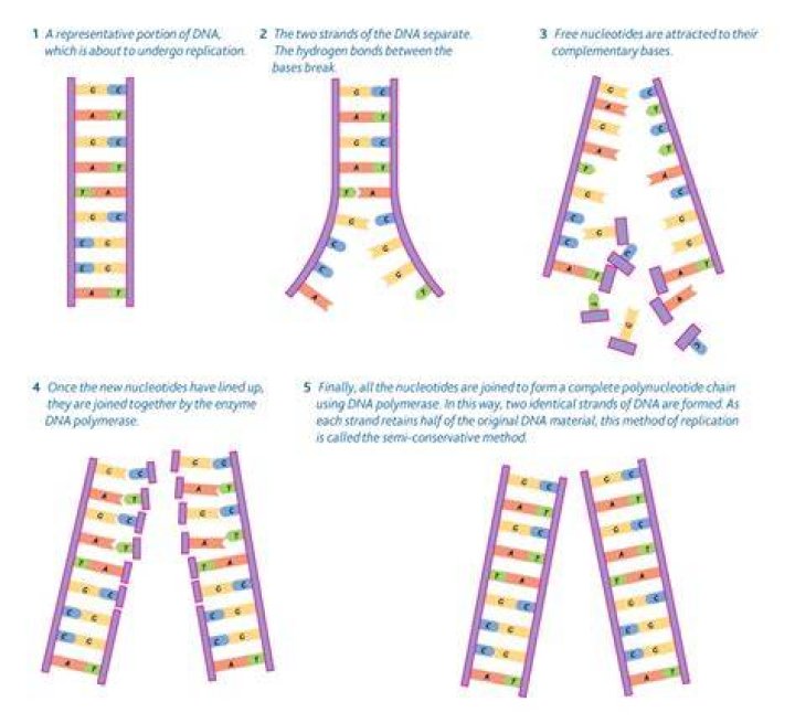 What are the steps of DNA replication quizlet?