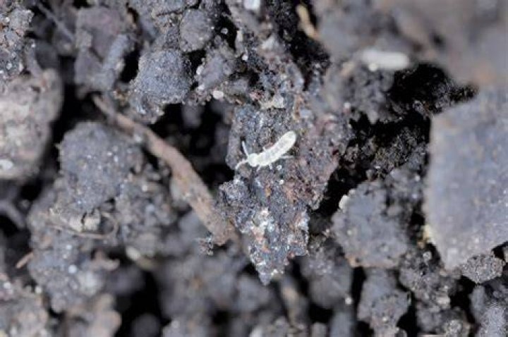 What are the tiny white threads in soil?