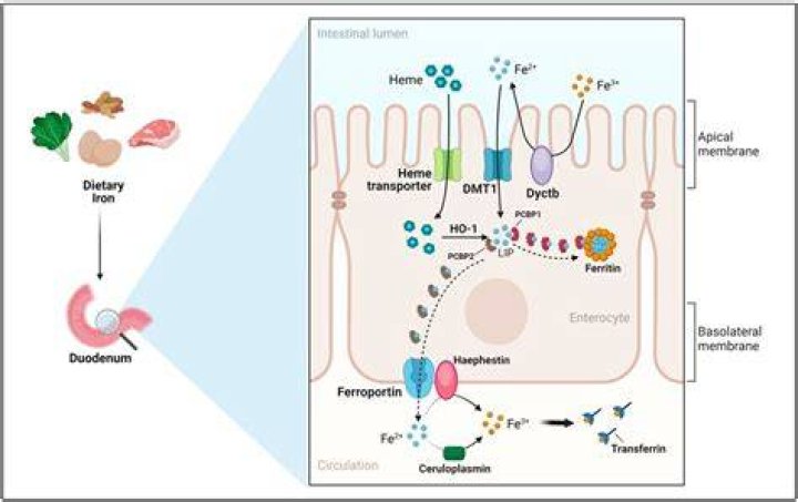 What blocks the absorption of iron?