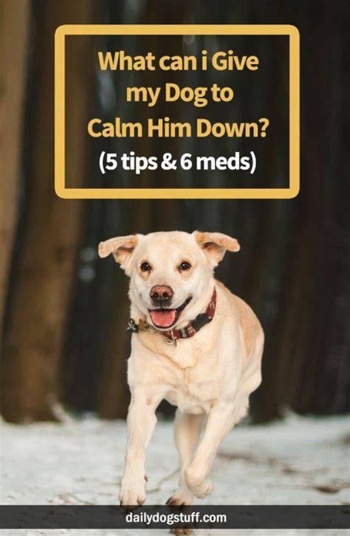 What can I give my dog to calm him down?