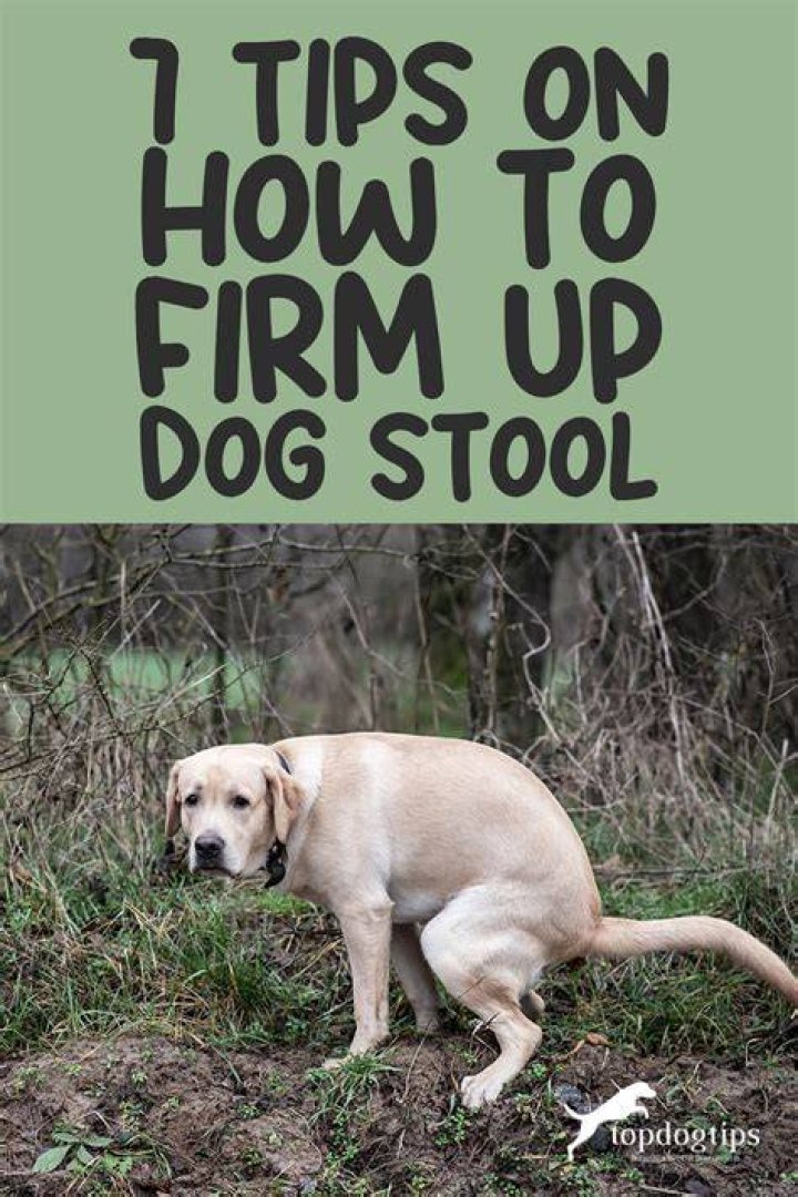 What can I give my dog to firm up his stool?