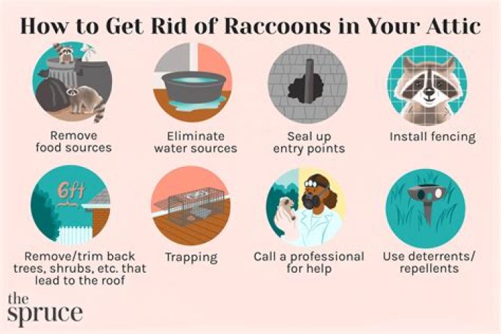 What can I put in my attic to get rid of raccoons?
