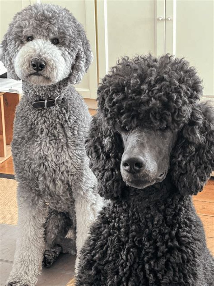 What can poodles not eat?