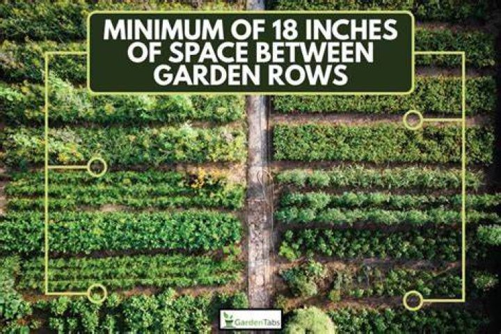 What direction should vegetable garden rows run?