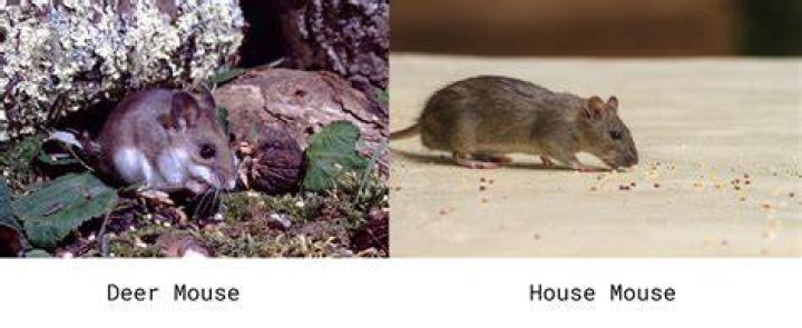 What do deer mice droppings look like?