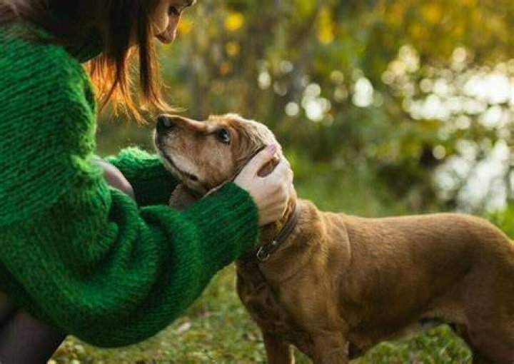 What do dogs feel when you pet?