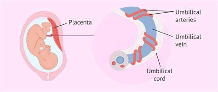 What do Hindus do with the umbilical cord?