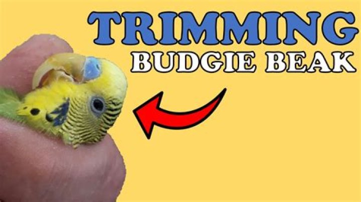 What do I do if my budgies beak is cracked?